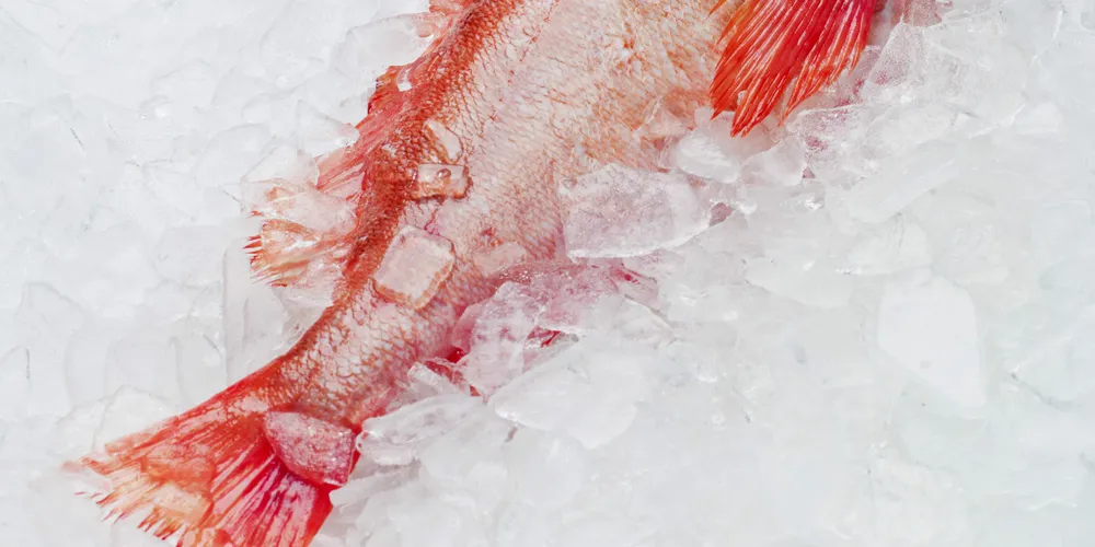 Photo: Iceland Responsible Fisheries