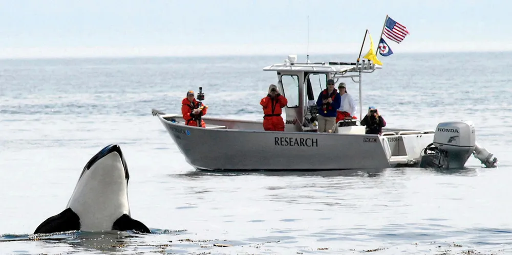 Struggling to survive: Just 73 southern resident killer whales exist, and the orcas frequent the Salish Sea on the west coast of Canada and the US