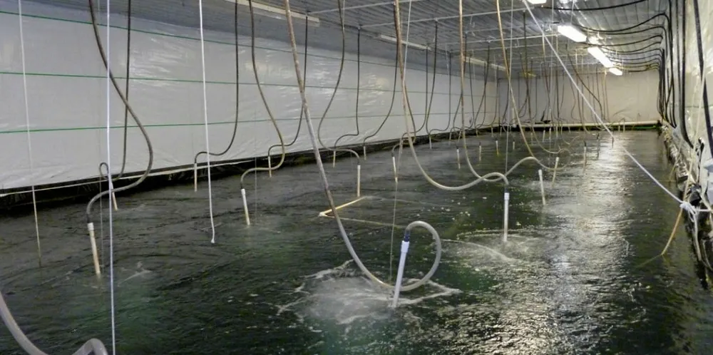 NaturalShrimp continues to upgrade its operations.