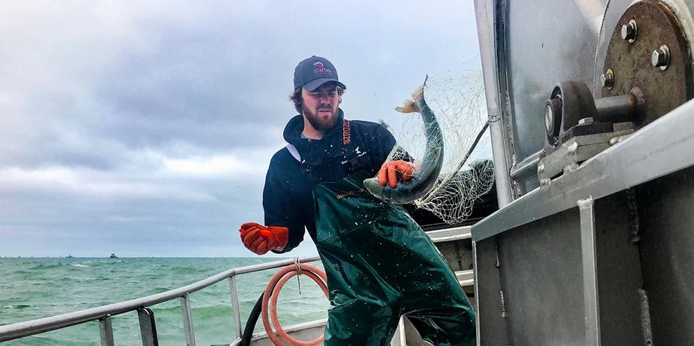 Alaska Bristol Bay harvests have been massive in recent years. A crewman aboard the F/V Sea Falcon in Bristol Bay hauls in a sockeye salmon.