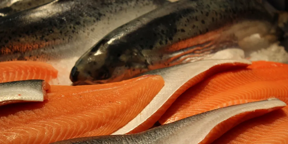 Lower volumes, better demand see Norwegian salmon prices jump