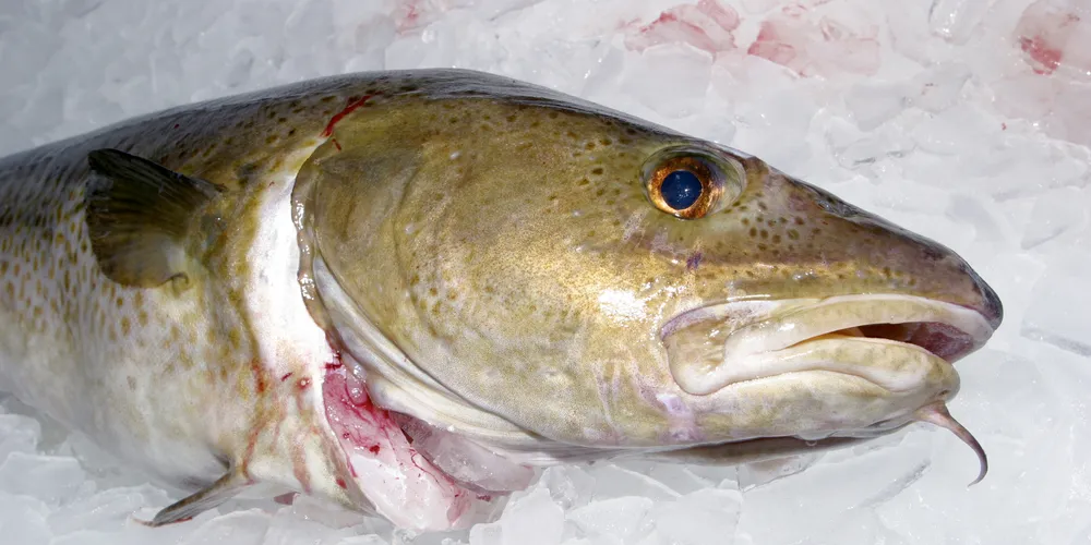 Cooler heads should prevail in mackerel fight, EU processors warn, or the impact would be chilling. PHOTO: DN