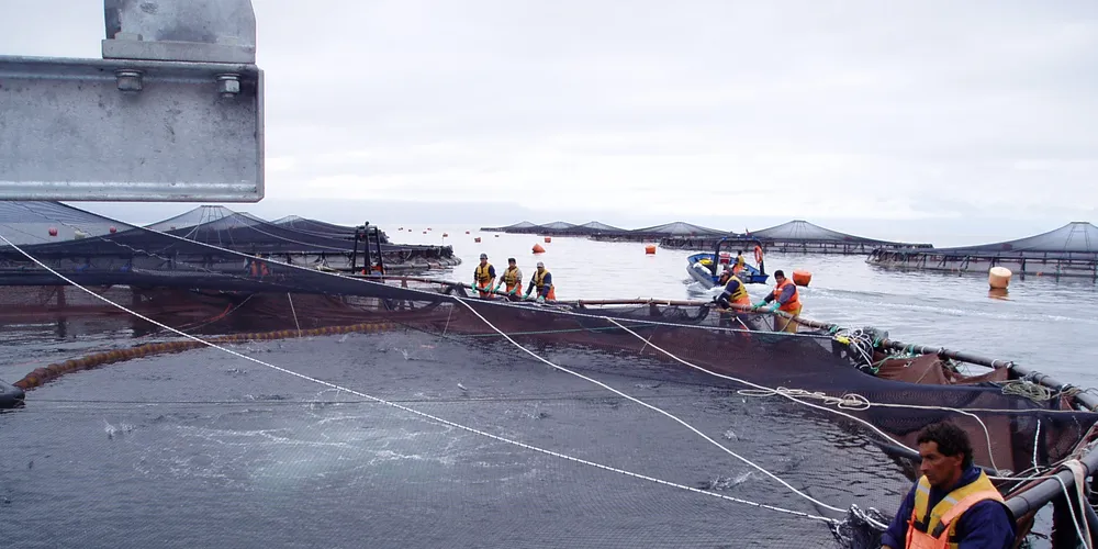 Chilean salmon prices to US, Brazil nudge down, but recovery predicted