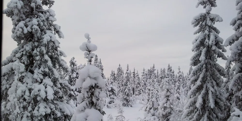 Mye våt snø på søndag