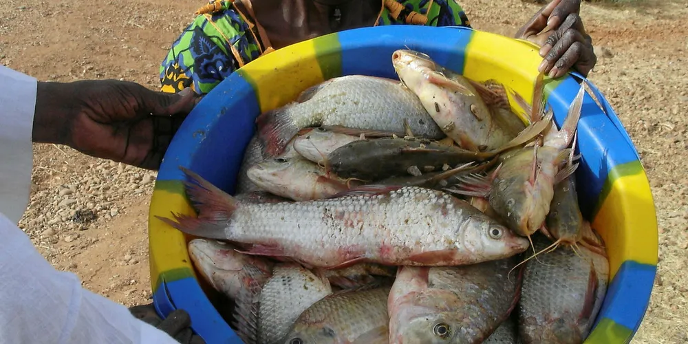 Skretting is launching diets for different stages of tilapia farming across Africa.