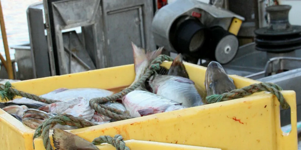 I RETTEN: Skipper på linefartøy må i retten for utkast av fisk. Her linefisket torsk.