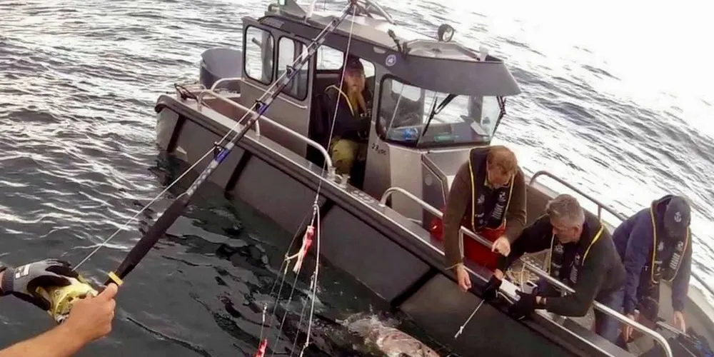 MERKET: For om lag to ukers tid siden ble makrellstørje nummer to merket utenfor Sotra. Været har hindret stangfiskerne å dra på sjøen den siste tiden.Foto: Robert Martinsen / Havforskningsinstituttet