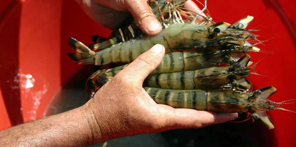 Photo: CSIRO