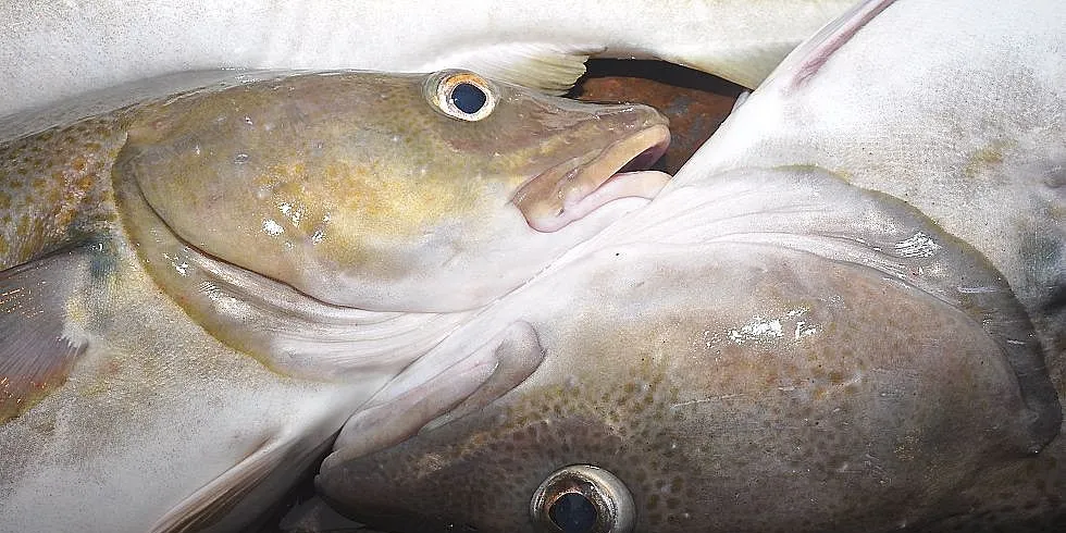 Etter bare to-tre dagers fiske inn i det nye året, ser det ut til at både fiskere og kjøpere ruster seg til priskrig på torsken. Arkivfoto: Mia Kanstad Kulseng.