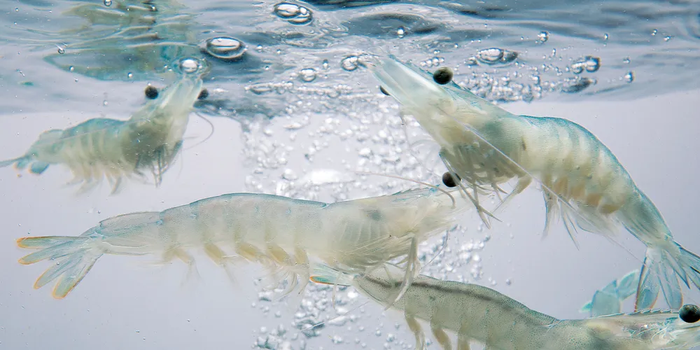 Photo: Gamba Natural