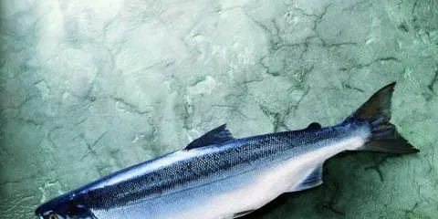 PHOTO: Alaska Seafood Marketing Institue
