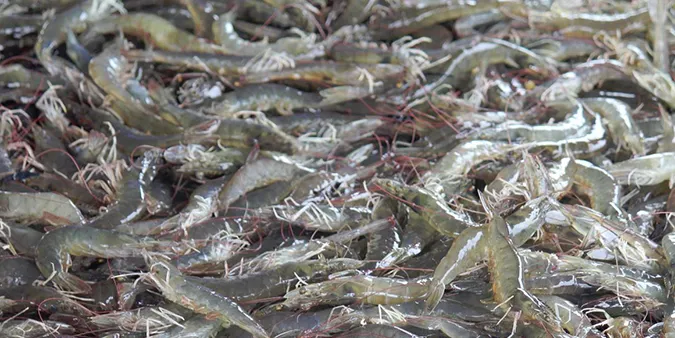 Farmed shrimp - GAA/Darryl Jory