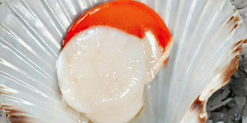 Tide turning for EU scallop market?