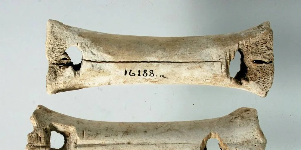 VADBEIN: 14 cm vadbein funnet i Nordland. Vanligvis laget av hvalbein i vikingtiden. Vadbein ble festet i båtripen få å ha noe glatt å dra snøret over.Foto: Ole Bjørn Pedersen, NTNU