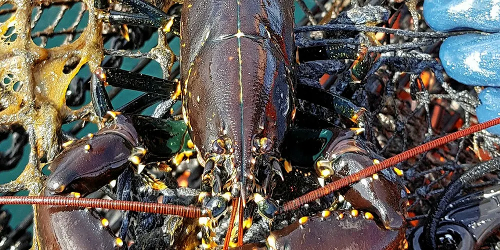 HUMMER: Kystvakten fant blant annet hummer i fiskeredskapene som ble beslaglagt i en aksjon i Ryfylke mandag.