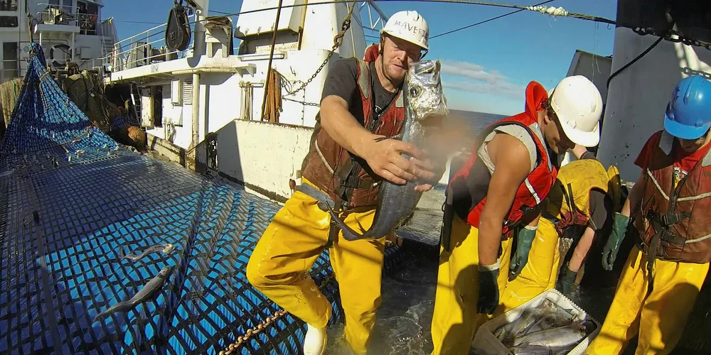 NZ hoki producers choosing to reduce catch by 22%