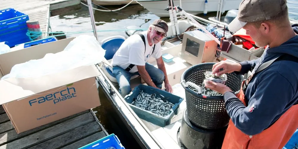 Fisken sendes til hele Sør-Norge. Trondheim er foreløpig det nordligste Didrik Pedersen (t.h.) har levert. Denne dagen får han god hjelp fra John-Harald Haraldsen. Alle foto: Kjersti Kvile