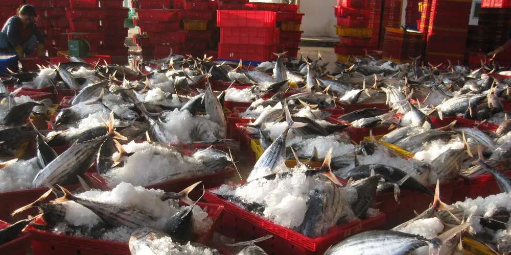 Photo: Dutch Fish Marketing Board