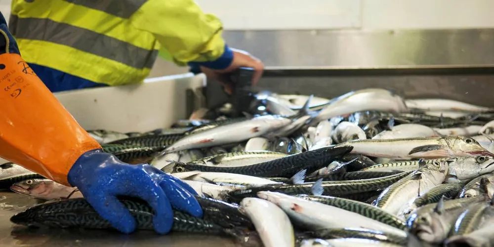 FIN FISK: Kvalitet er bærebjelken for å få den beste prisen, minner Norges Sildesalgslag om.