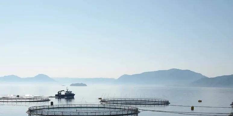 Developing disease-resistant salmon