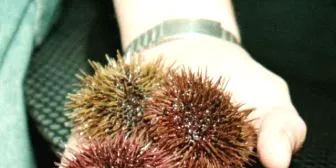 Sea urchin farmer goes bust