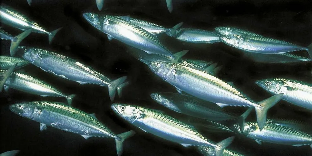 SISTE: 2014-årsklassen er foreløpig den siste sterke årsklassen i makrellbestanden som er registrert. Foto: Rudolf Svendsen