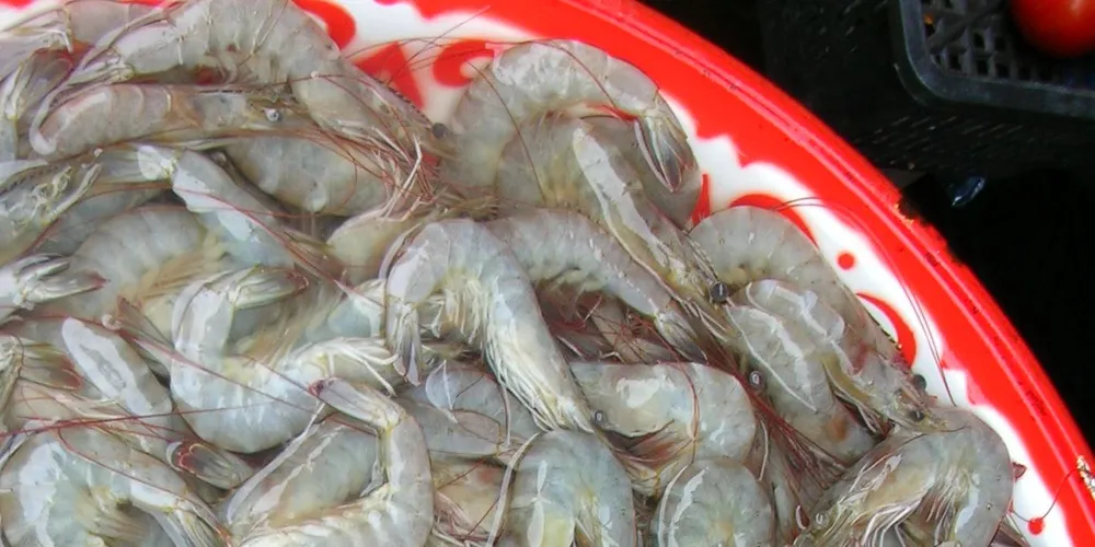 Will 'Made in Switzerland' be the mark of gourmet farmed shrimp?