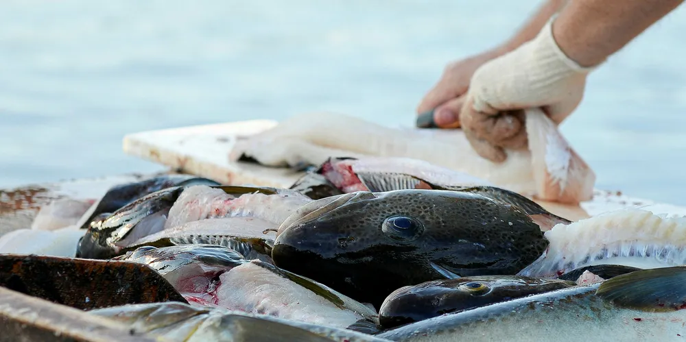 Cod being filleted by the water.