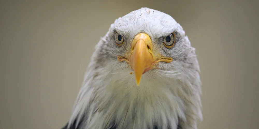 A Bald Eagle.