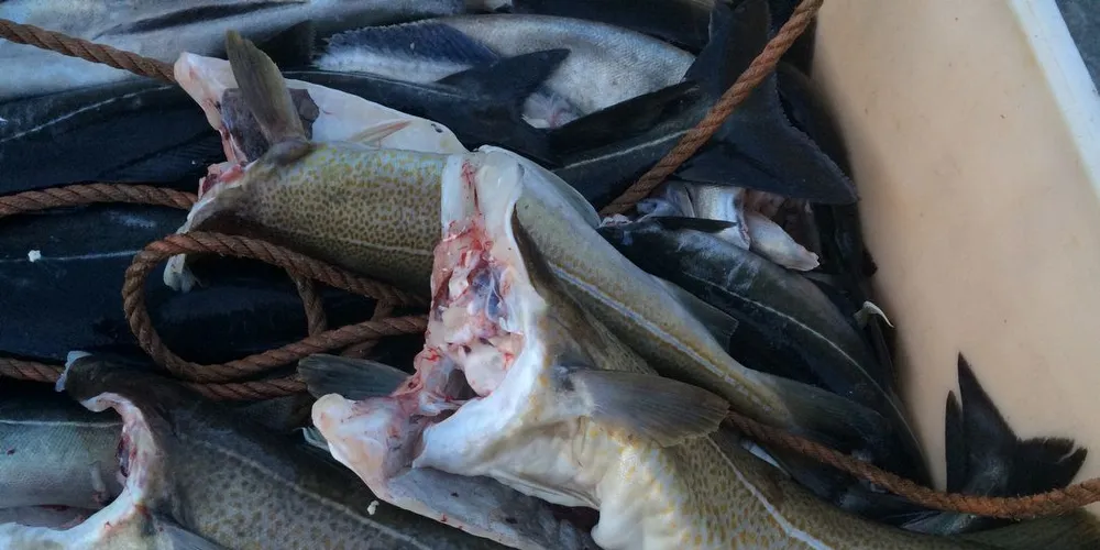 Strong market, weaker Norwegian kroner point to higher cod prices in 2016