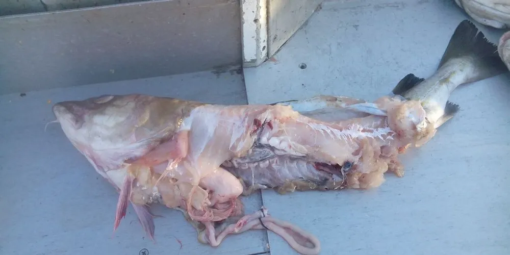 Dette er torsken som har møtt sjarkfisker Sverre Pedersen i Tanafjorden de siste to ukene. Foto: privat
