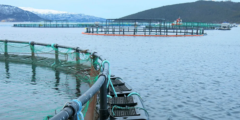Wenberg Fiskeoppdrett driver i Skjerstadfjorden ved Bodø.