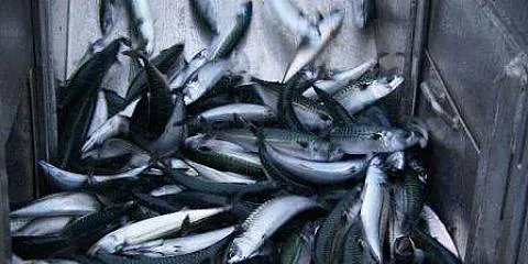 Sainsbury’s takes MSC label off mackerel products