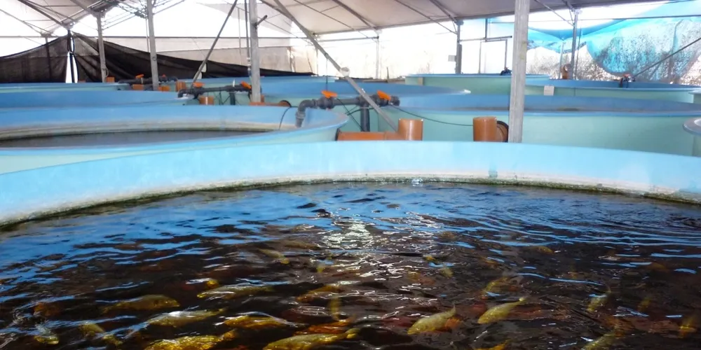 UAE fish farmer widens losses