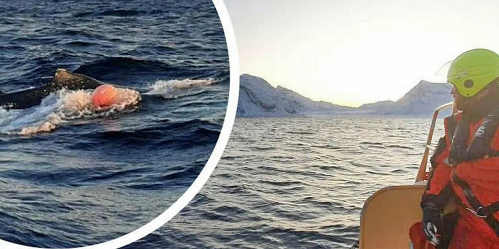 HJELPEN ER PÅ VEI: Kystvakten på vei ut til unnsetning for en knølhval-kalv.