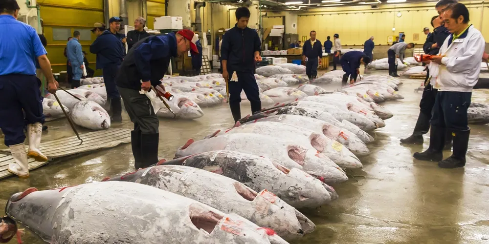 Tokyo Tsukiji Market to move in November 2016