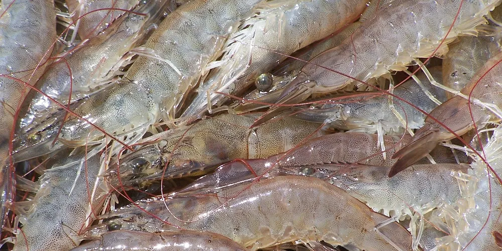 Asia's first-half shrimp production hinges on disease issues