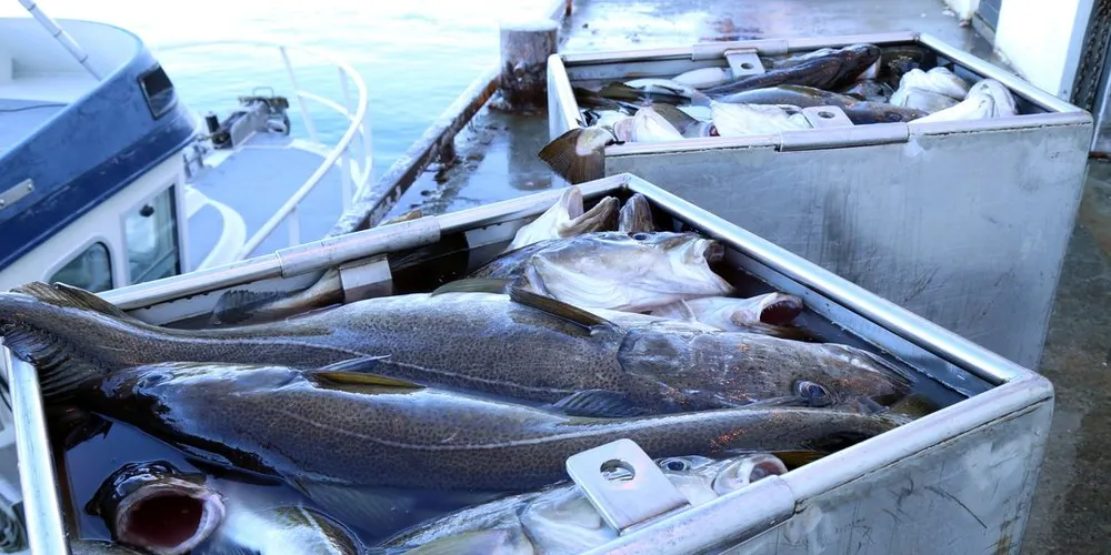 Linefisk av god kvalitet kan for framtida belønnes med høyere pris hvis kjøperne i Øst-Finnmark får gjennomslag for det prosjektet de nå går i gang med. Foto: Jon Eirik Olsen