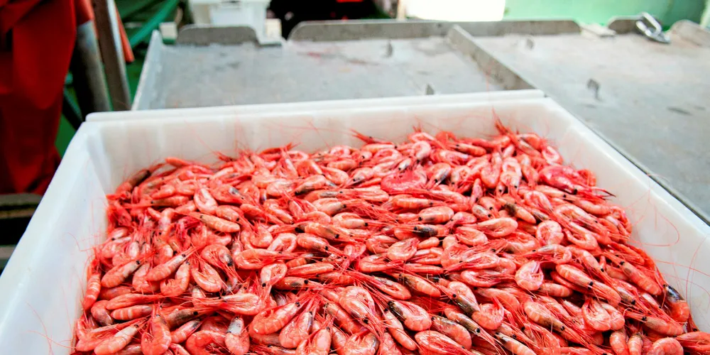 Russian coldwater shrimp market collapses on high landings, low demand