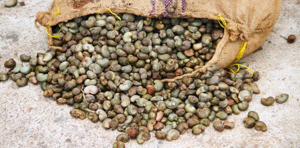 Norden says the cashew shell product will cut emissions by the same amount as other biofuels.