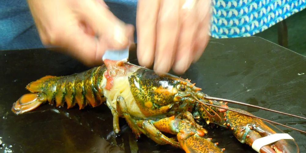 In Pictures: Inside the Lobster Academy