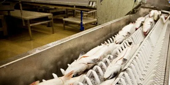 Norwegian salmon prices hit NOK 50 mark