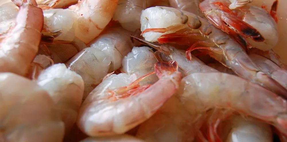 US government awards majority of massive $25 million shrimp contract to Louisiana company