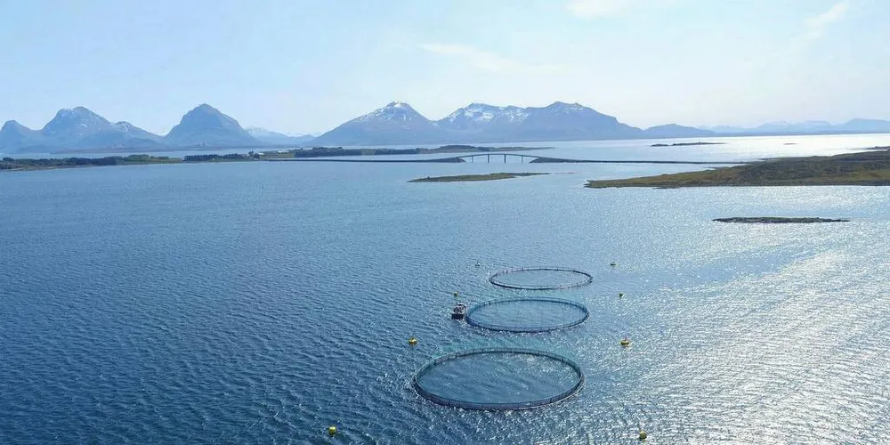 ENDRER OPPFØRSEL: Åpne merder med store populasjoner av laks i fjordene, endrer oppførselen til villfisk, mener innsender.