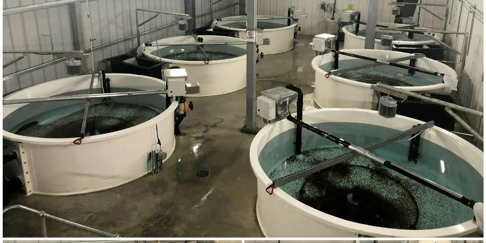 Atlantic Sapphire feeding tanks.