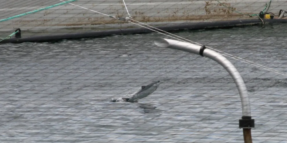 High prices, volume send small salmon farmer's profits soaring