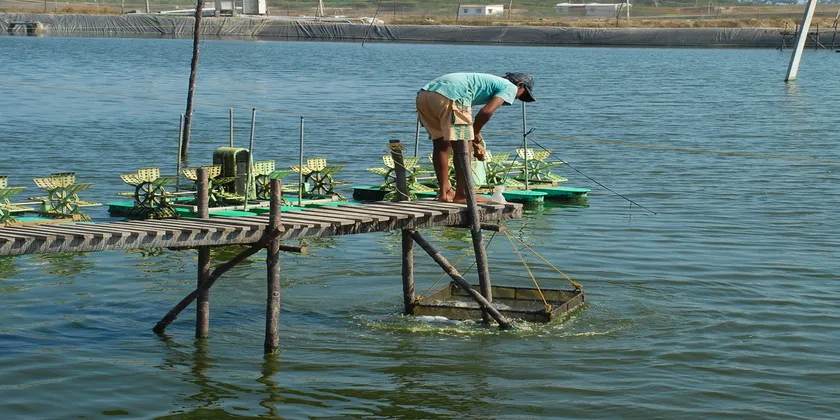 Photo: Coastal Aquaculture Authority.