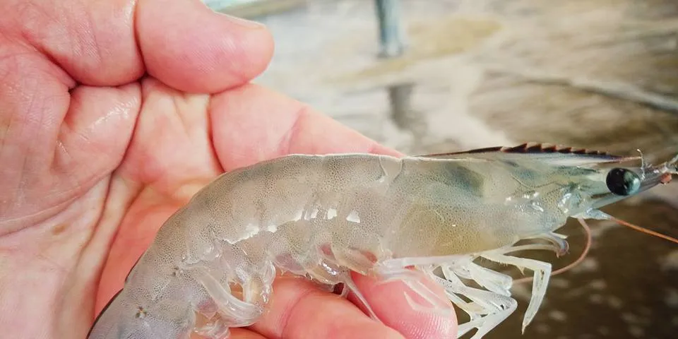 Photo: Mere Shrimp Farms