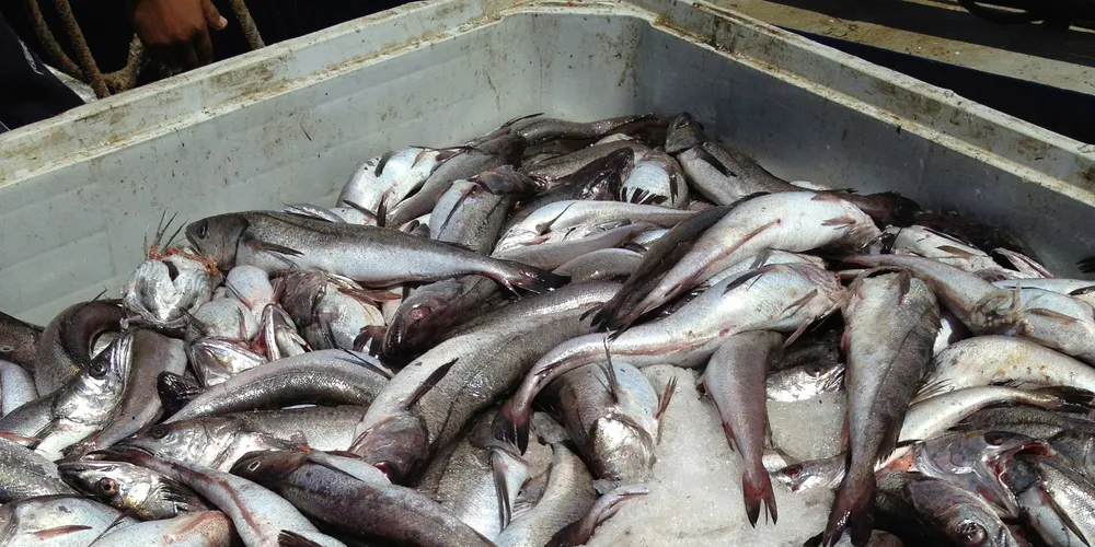 Pescapuerta nets $9.4 million for Tunacor sale