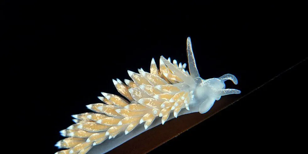 Nakensnegle. Foto: Gulen Dykkesenter